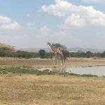 Kenya (63)
